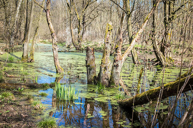 swamp-marsh-wetland-water-nature-reserve-swampy